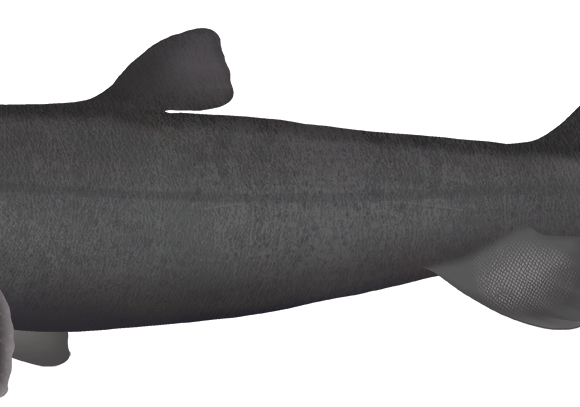 Black Shark - Marinewise