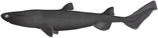 Black Shark - Marinewise