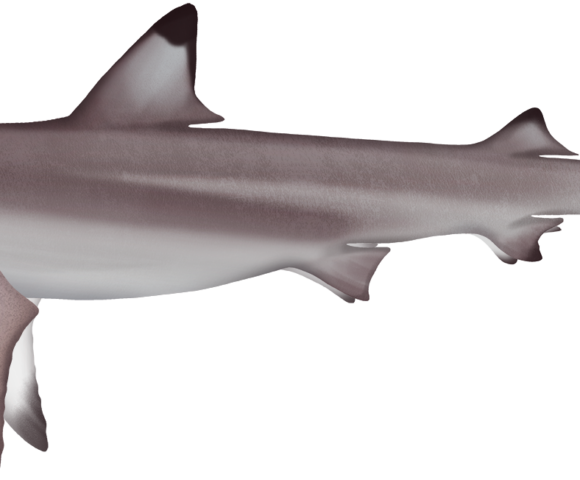 Blacktip Reef Shark - Marinewise