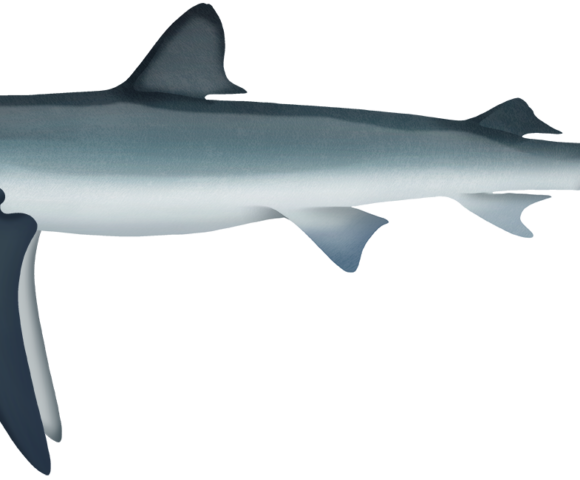 Blue Shark - Marinewise