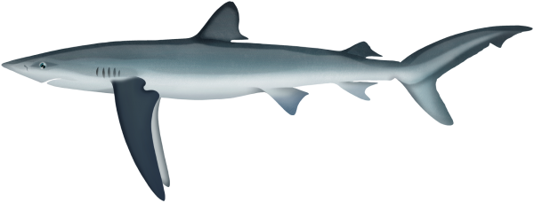 Blue Shark - Marinewise