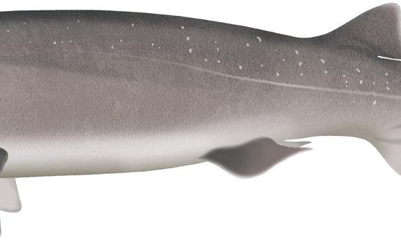 Bluntnose Sixgill Shark - Marinewise