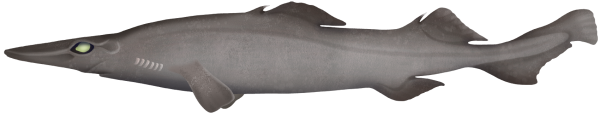 Brier Shark - Marinewise