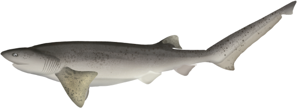 Broadnose Sevengill Shark - Marinewise