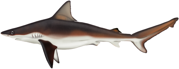 Bronze Whaler Shark - Marinewise