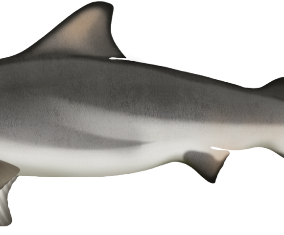 Bull Shark - Marinewise