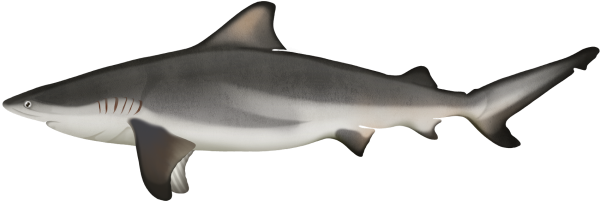 Bull Shark - Marinewise