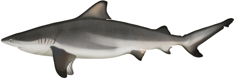Bull Shark - Carcharhinus leucas | Marinewise