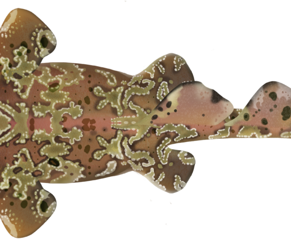 Cobbler Wobbegong Shark - Marinewise