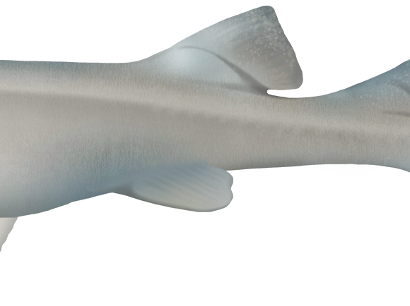 Colclough's Shark - Marinewise