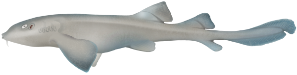 Colclough's Shark - Marinewise