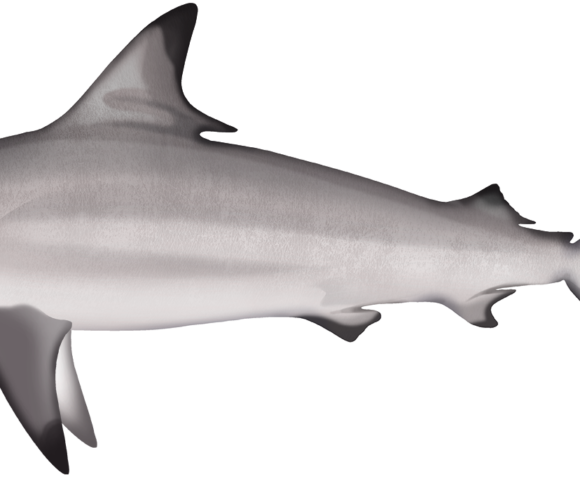 Common Blacktip Shark - Marinewise