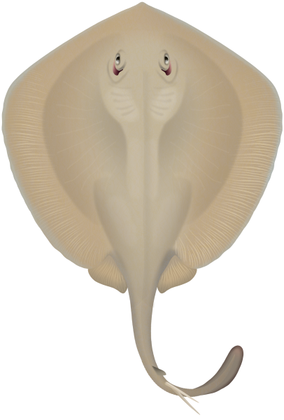 Common Stingaree - Marinewise