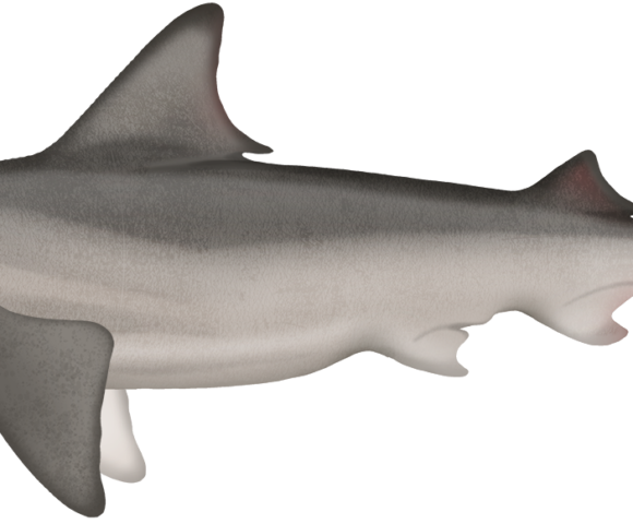 Creek Whaler Shark - Marinewise