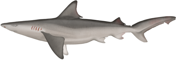 Creek Whaler Shark - Marinewise