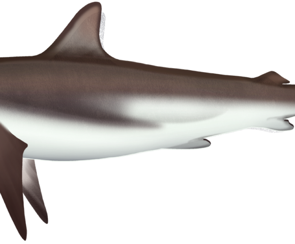 Dusky Shark - Marinewise