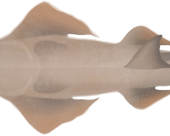 Dwarf Sawfish - Marinewise