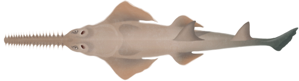 Dwarf Sawfish - Marinewise