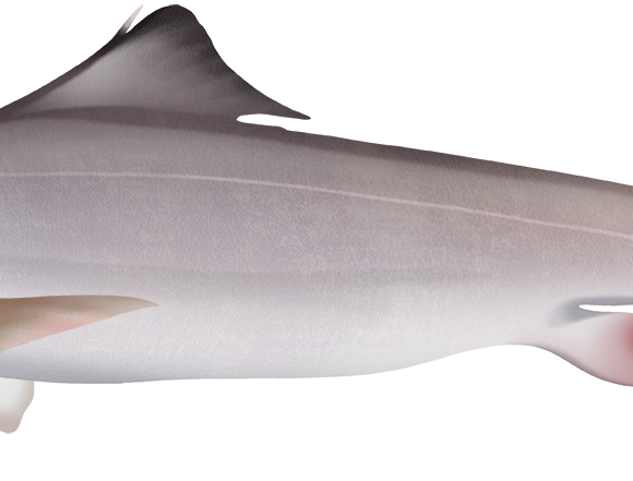 Endeavour Dogfish - Marinewise