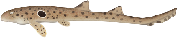 Epaulette Shark - Marinewise