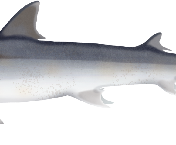 Fossil Shark - Marinewise