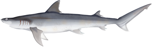 Fossil Shark - Marinewise
