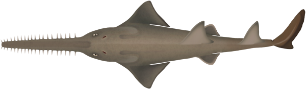 Freshwater Sawfish - Marinewise