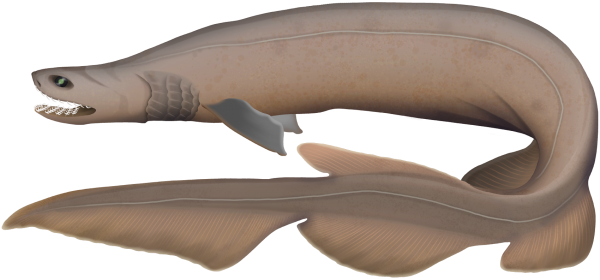 Frill Shark - Marinewise