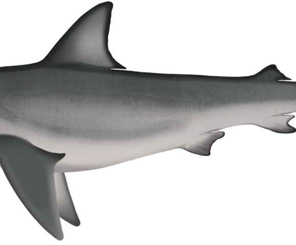 Galapagos Shark - Marinewise