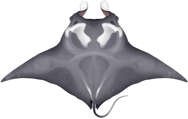 Giant Manta Ray - Marinewise