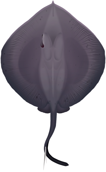 Giant Stingaree - Marinewise