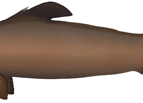 Golden Dogfish - Marinewise