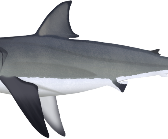 Great White Shark - Marinewise