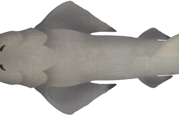 Green Sawfish - Marinewise