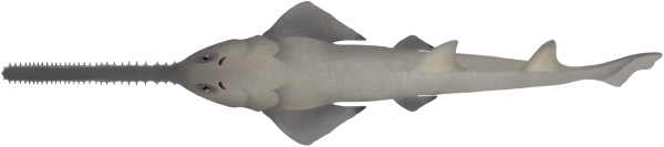 Green Sawfish - Marinewise
