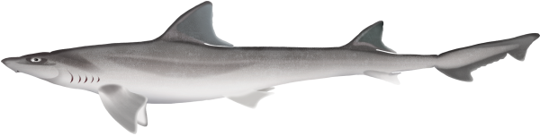 Grey Gummy Shark - Marinewise