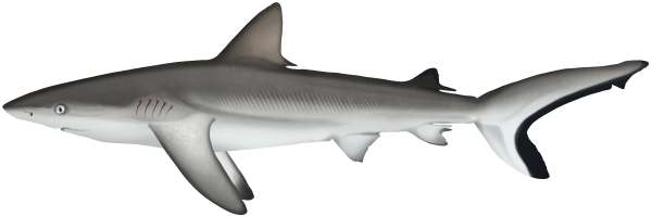 Grey Reef Shark - Marinewise
