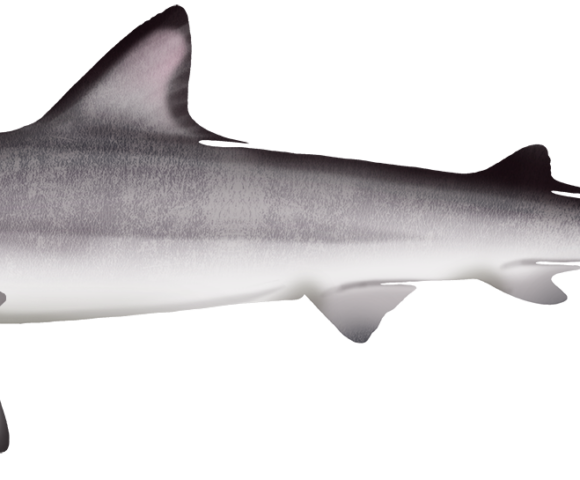 Hardnose Shark - Marinewise