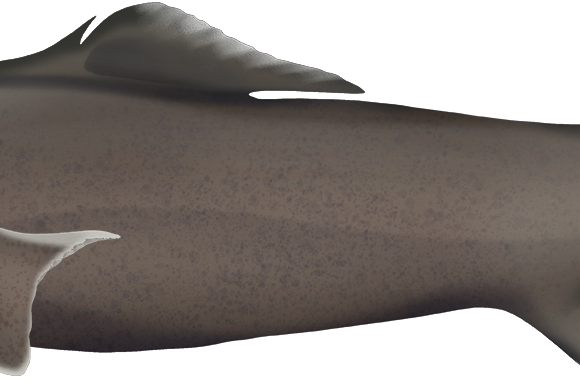 Leafscale Gulper Shark - Marinewise