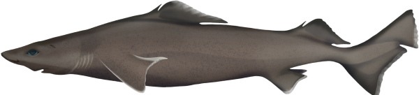 Leafscale Gulper Shark - Marinewise