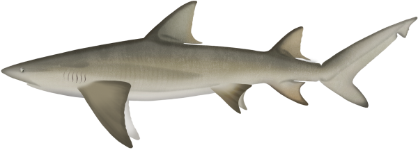 Lemon Shark - Marinewise