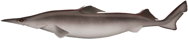 Longsnout Dogfish - Marinewise