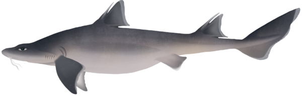 Mandarin Shark - Marinewise