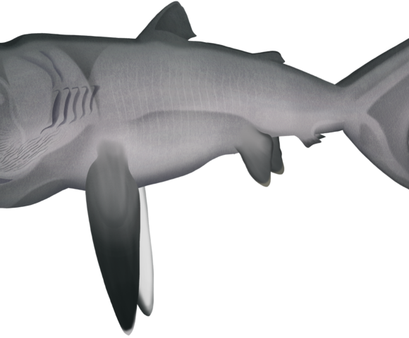 Megamouth Shark - Marinewise