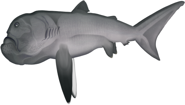 Megamouth Shark - Marinewise