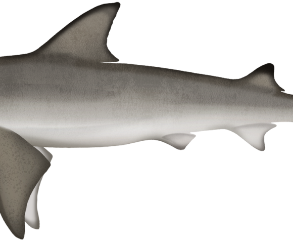 Nervous Shark - Marinewise