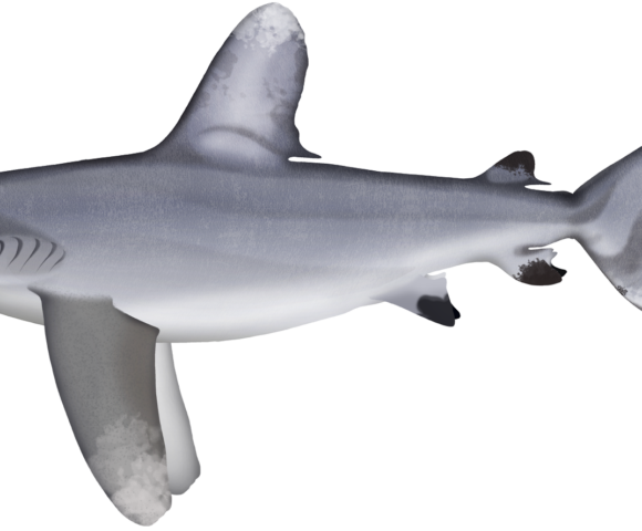 Oceanic Whitetip Shark - Marinewise