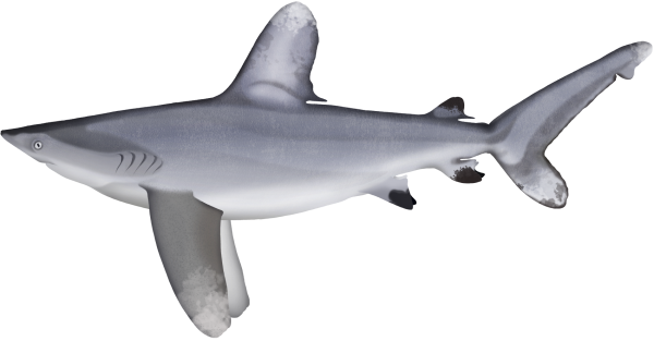 Oceanic Whitetip Shark - Marinewise