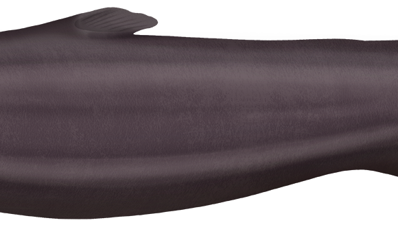 Owstons Dogfish - Marinewise