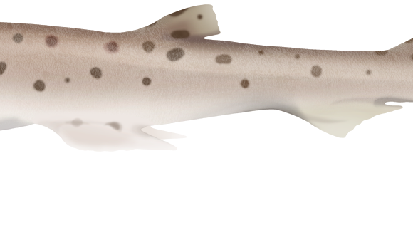 Pale Spotted Catshark - Marinewise